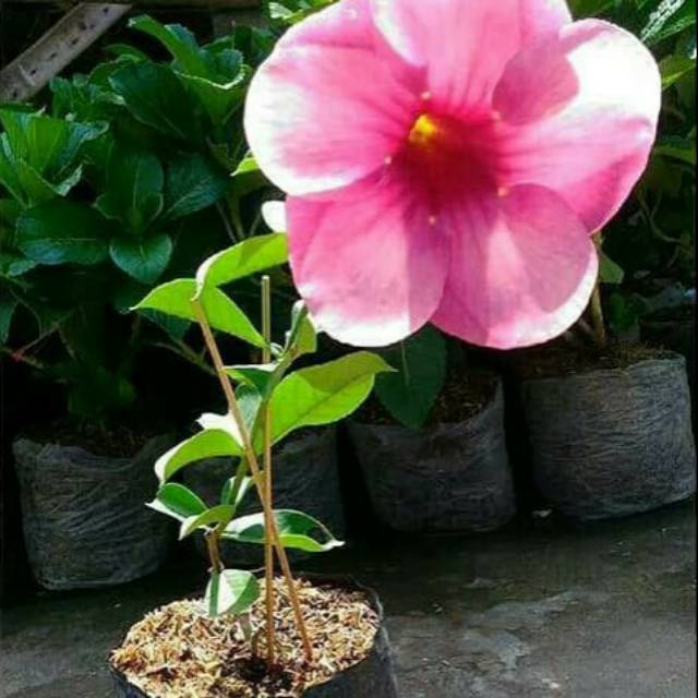 Bibit Bunga Alamanda Pink Shopee Indonesia