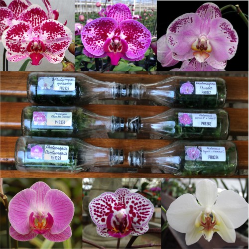 Bibit Tanaman Anggrek Bulan Hybird Taiwan Botol