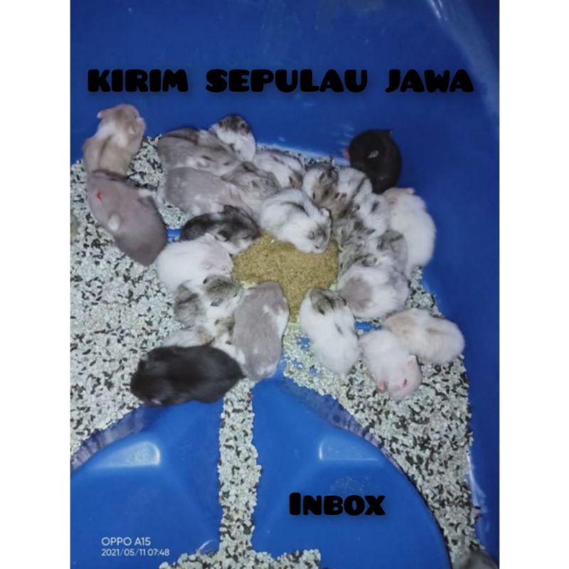 Hamster camble dominan (Kirim pulau jawa)