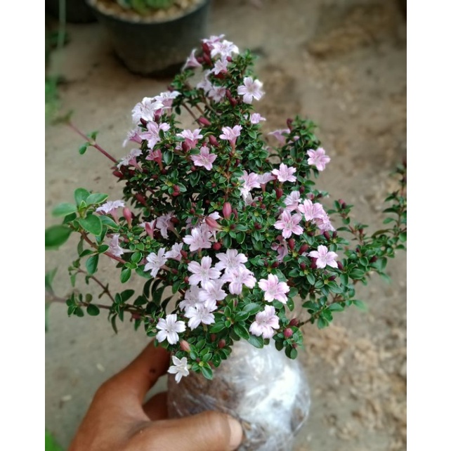 Tanaman Hias SERIBU BINTANG (PROMO BELI 5 GRATIS 1)(SERISSA)BAHAN BONSAI
