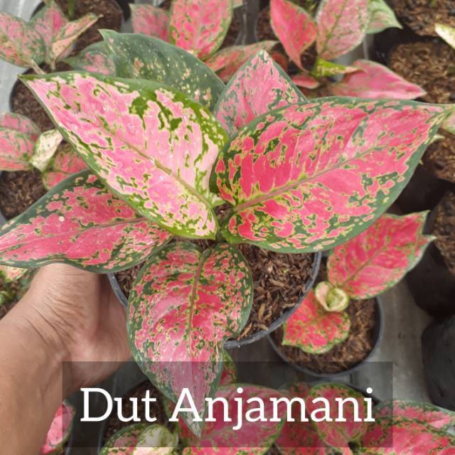  Aglonema  Dut  Anjamani  Tanaman Hias Aglaonema  Shopee 