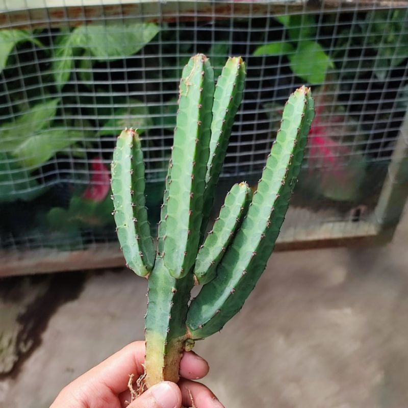 Euphorbia heterochroma cluster rimbun