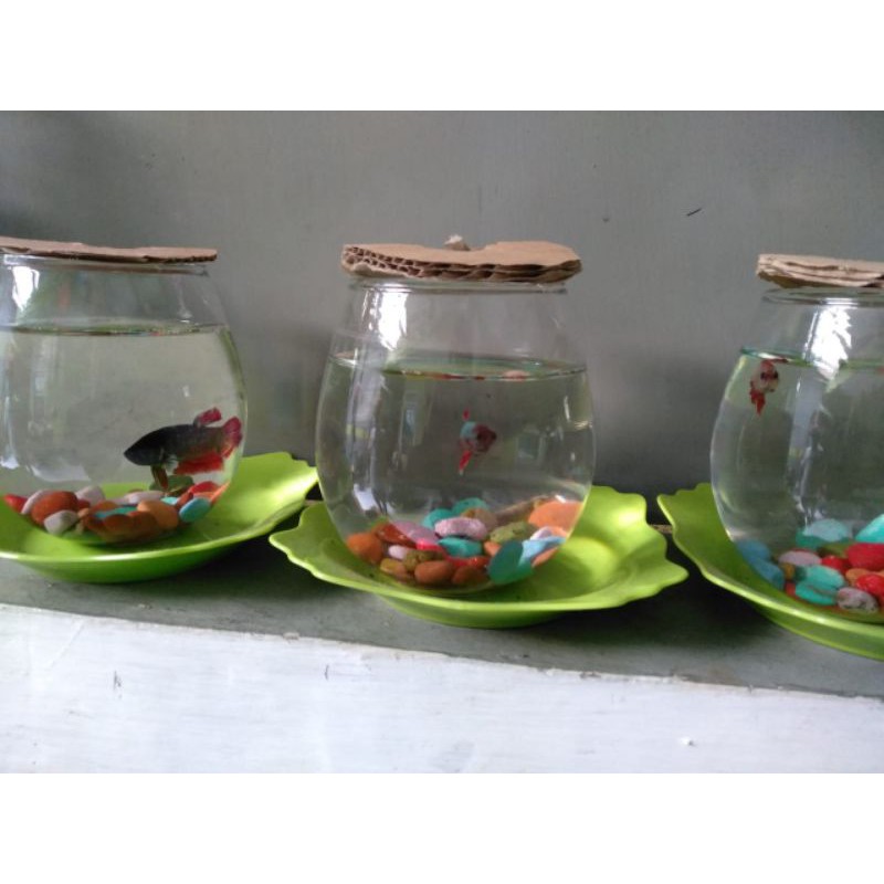 1 set (6 pcs) Gelas Kaca Tuscany | Tank Cupang | Aquarium mini | Gelas Bubble Ball