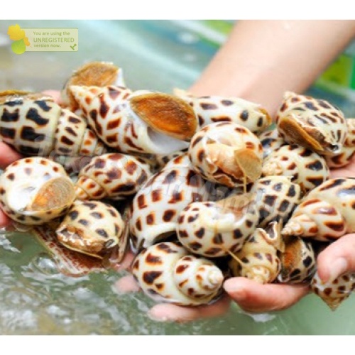 

Keong Macan Segar Keong Macan 1Kg