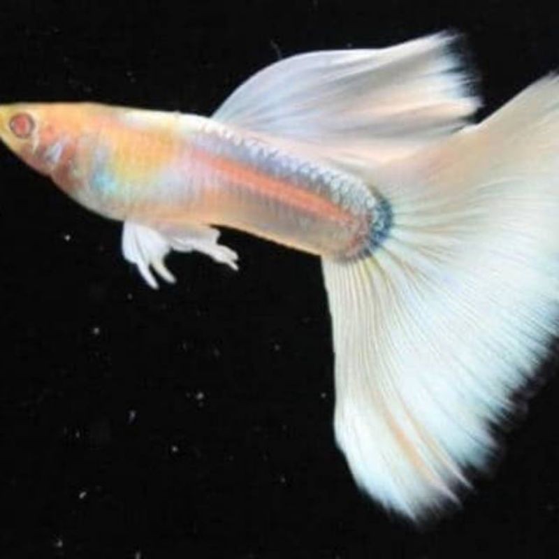 ikan guppy albino full platinum