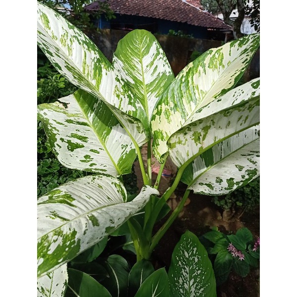 Tanaman aglonema Dieffenbachia seguine aurora sri rejeki blorok