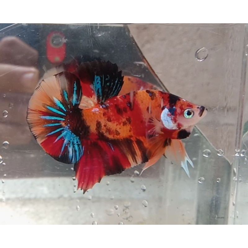 IkanCupangKoi Multicolor 1 fear