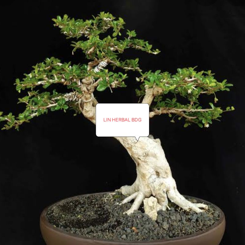 bibit stek bonsai loa mame Ficus racemosa / ficus loa subur