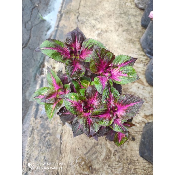 Miana Tanaman Hias Bunga Langka Pohon Coleus Merah Daun Miana Miyana Iler Premium