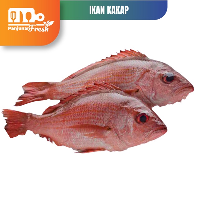 

IKAN KAKAP MERAH (RED SNAPPER) SEGAR 500 GRAM IKAN KAKAP FRESH