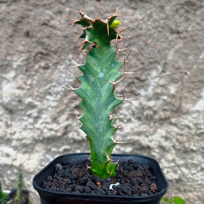 euphorbia buruana kaktus sukulen tanaman hias