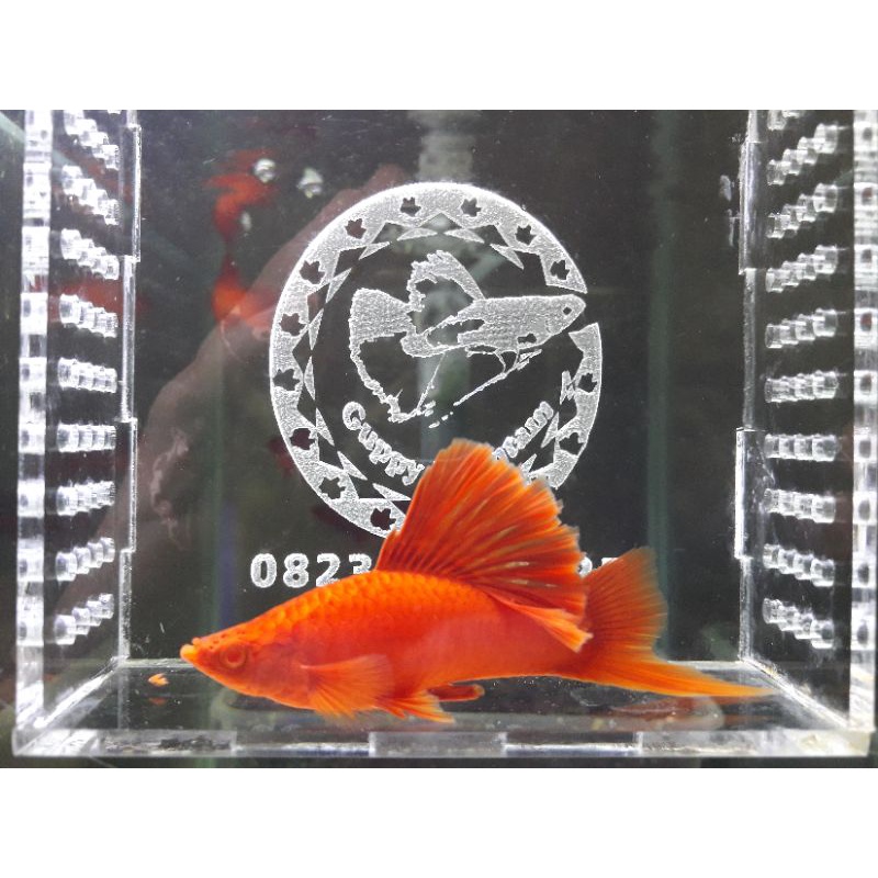 Albino Bloodred Swordtail (Firecracker)