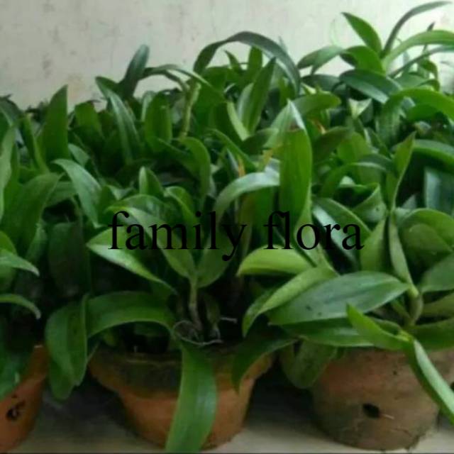 Bibit Anggrek Dendrobium Hibrid Seedling Anggrek Pra Remaja Kualitas Super