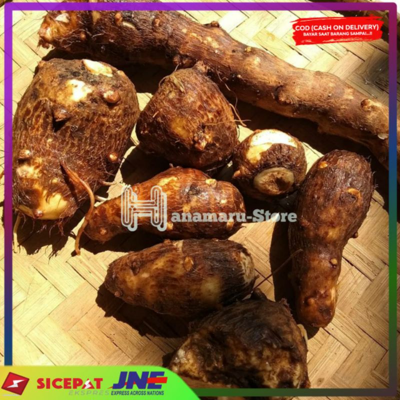 

Umbi Talas Kimpul Pulen 1K