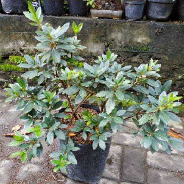 Bahan Bonsai Azalea