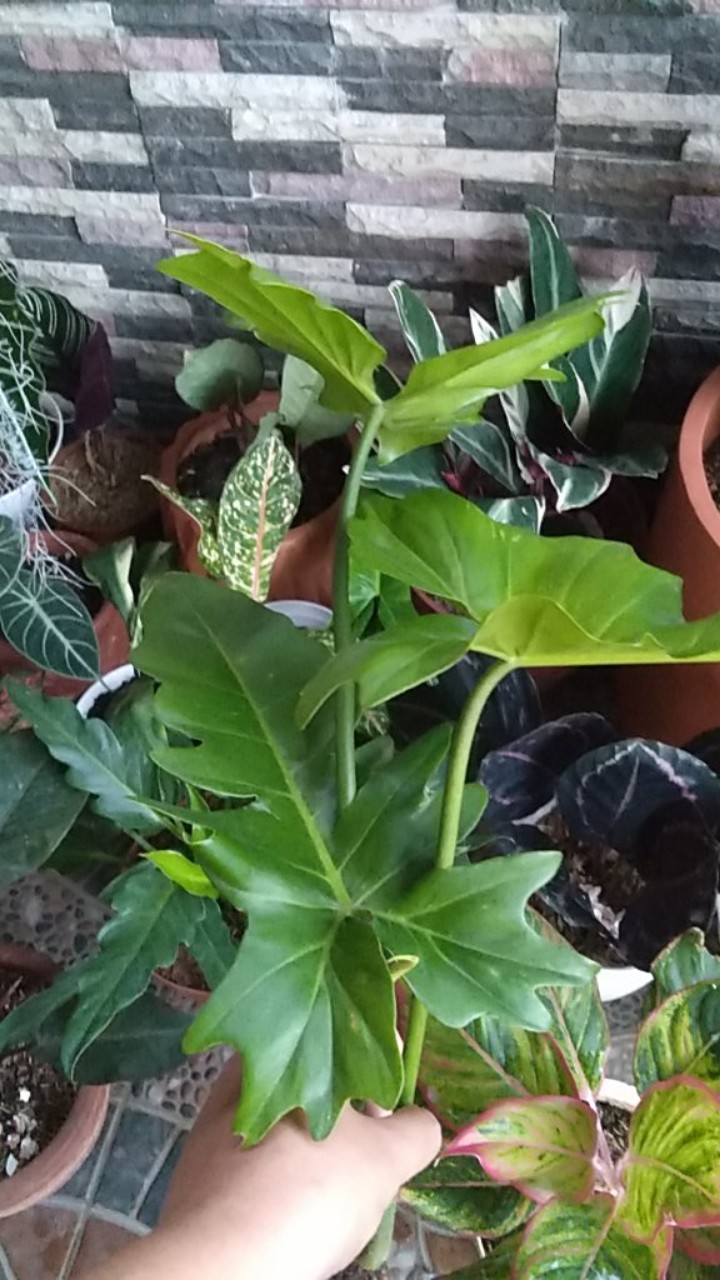 Tanaman Hias Philodendron Golden Dragon