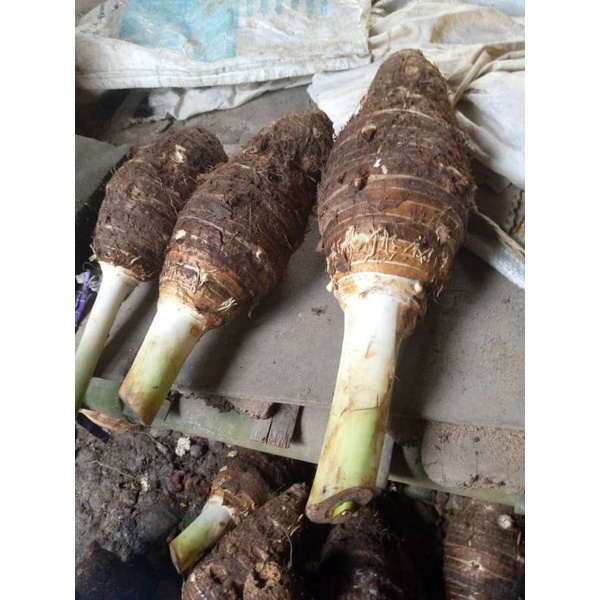 

TALAS BOGOR ASLI 1KG TALAS SEGAR