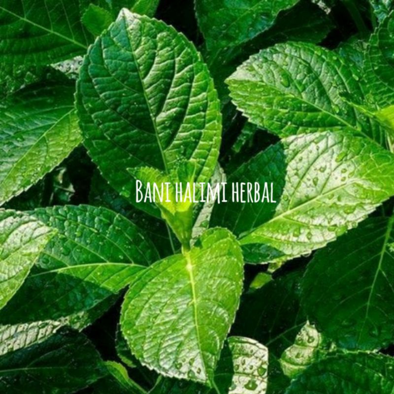 

Terlaris daun pecah beling segar organik 100 gram