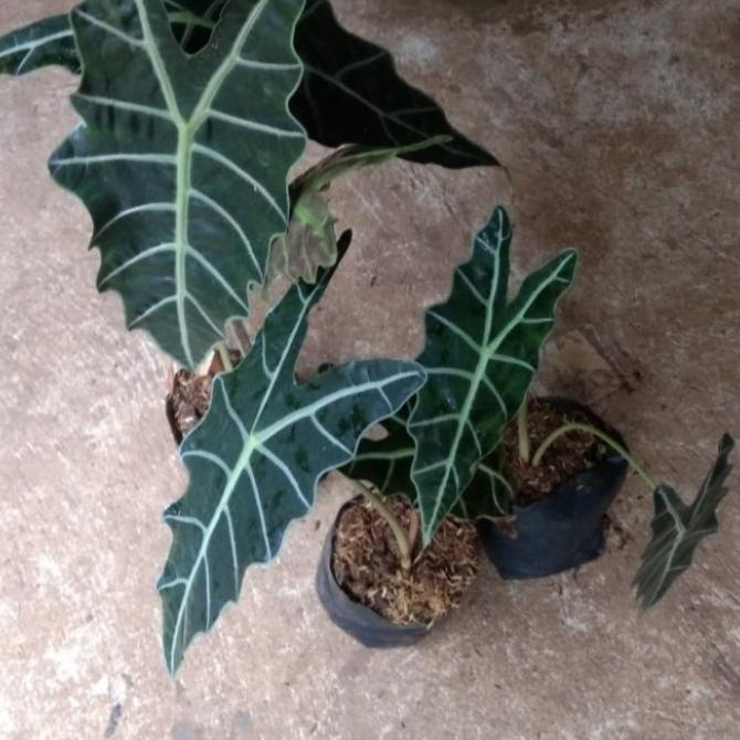 tanaman keladi Amazon / keladi tengkorak tanaman indoor