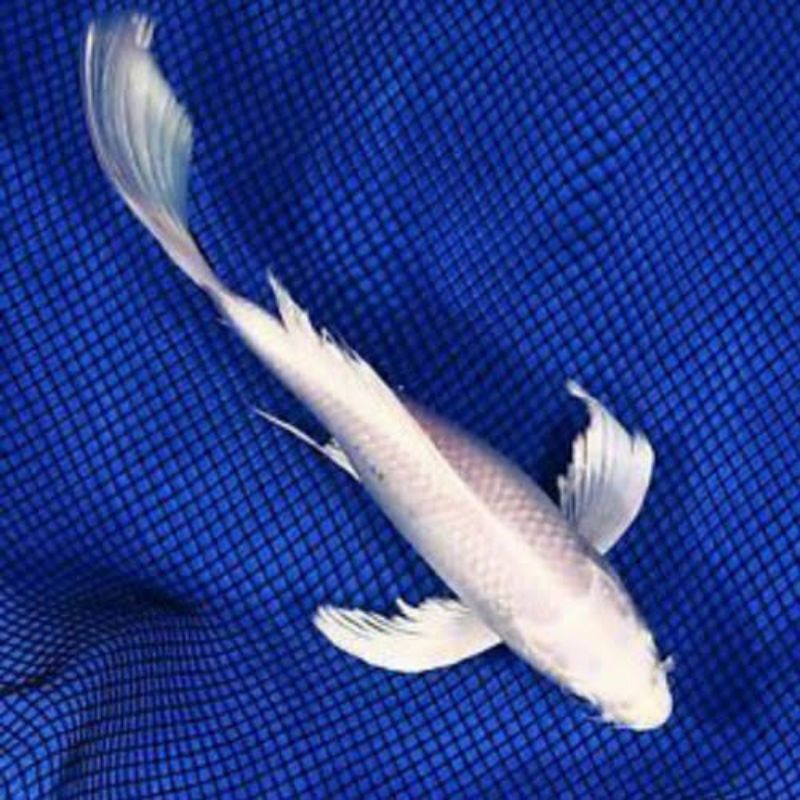 koi platinum slayer size 30-32cm