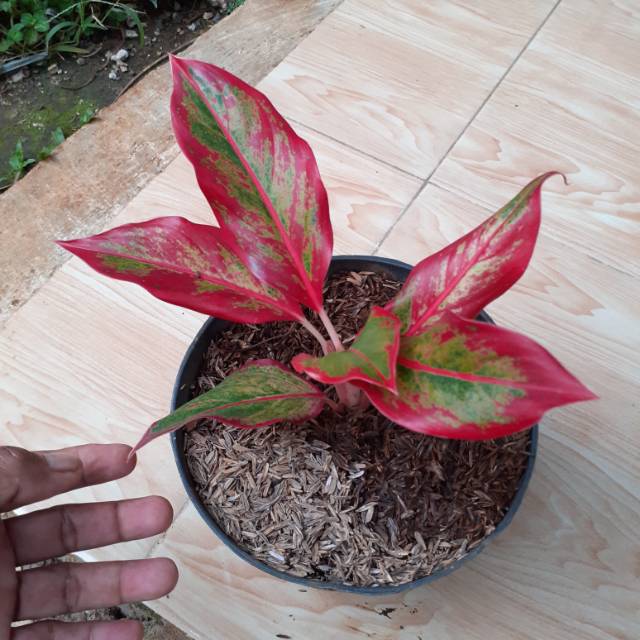 TANAMAN  AGLO LIPSTIK -Aglo nema lipstik