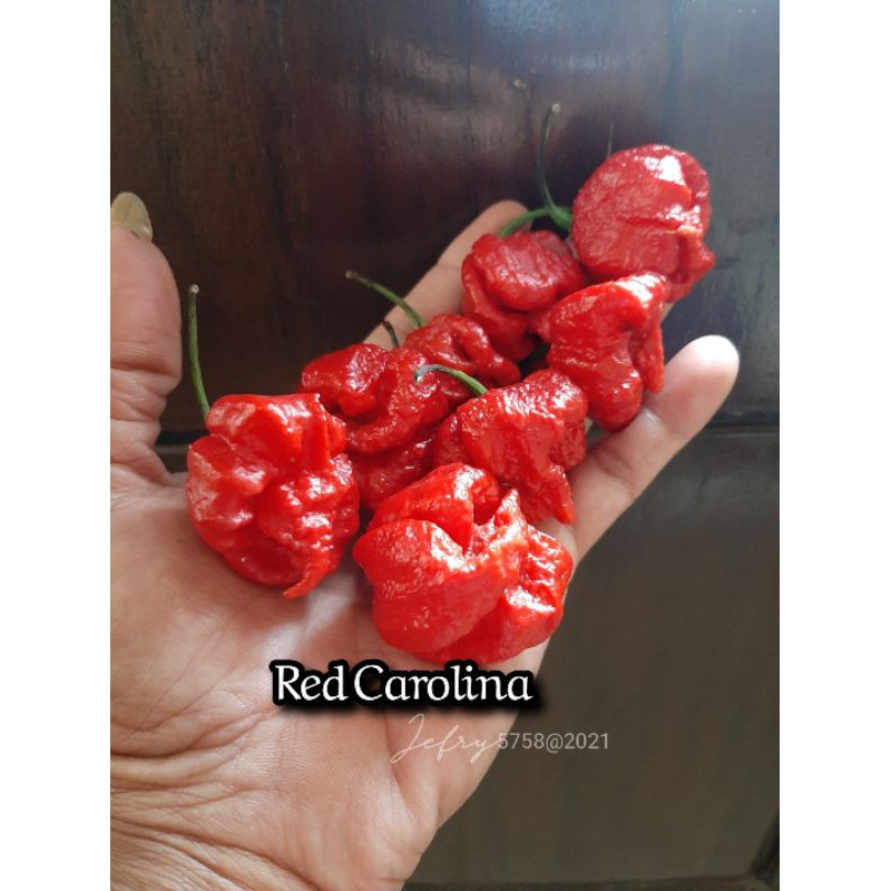 Benih Cabe carolina Reaper