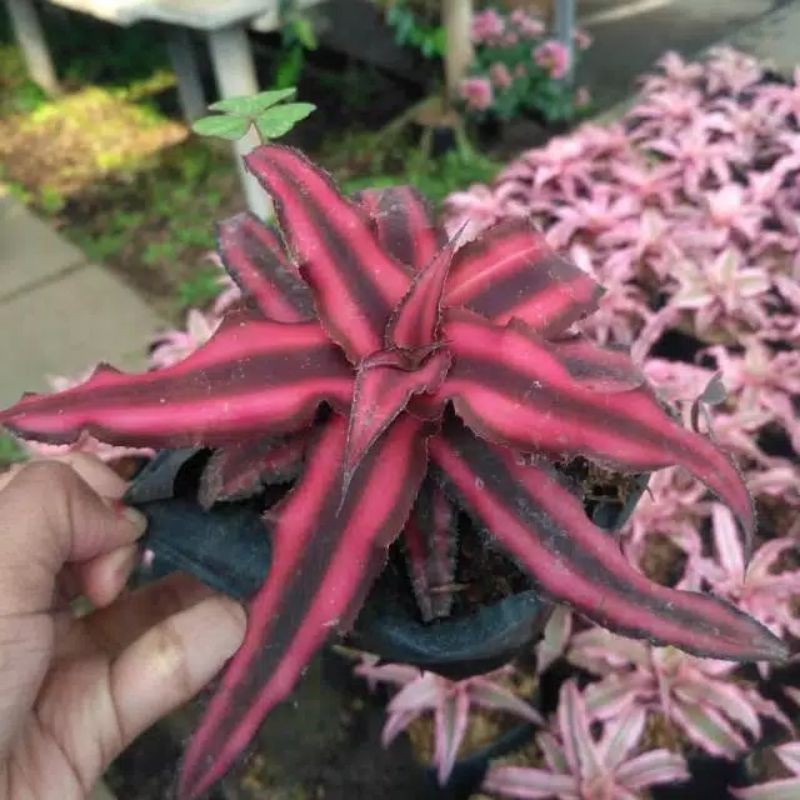 Tanaman Paludarium/Terrarium - Cryptanthus merah