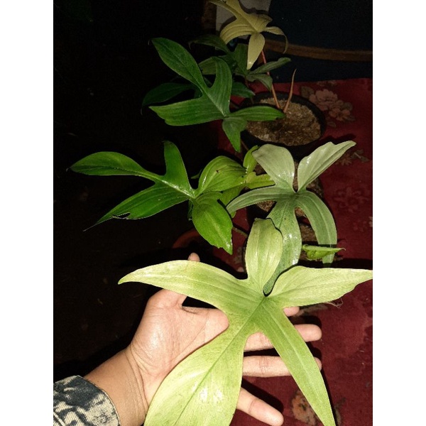 philodendron florida ghost variegata mint size jumbo