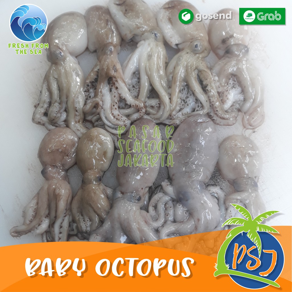 

Baby Octopus Gurita Frozen Kecil isi 30-40 ekor 1 kg / Gurita segar 500gram