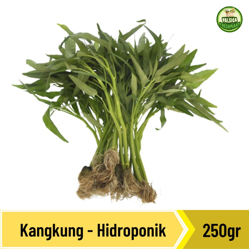 

Kangkung Hidroponik