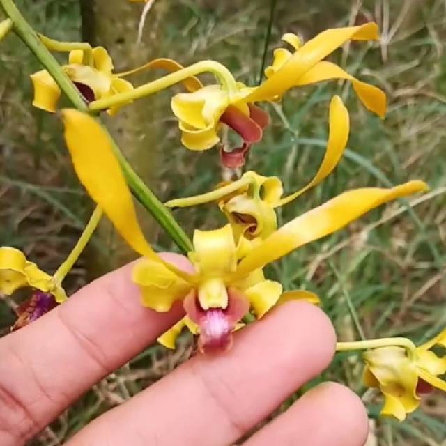 Anggrek Dendrobium Keriting Sulery Dewasa