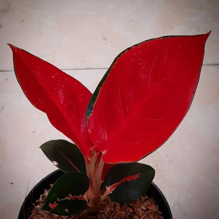 Tanaman hias aglonema suksom lilin - pohon aglonema suksom lilin