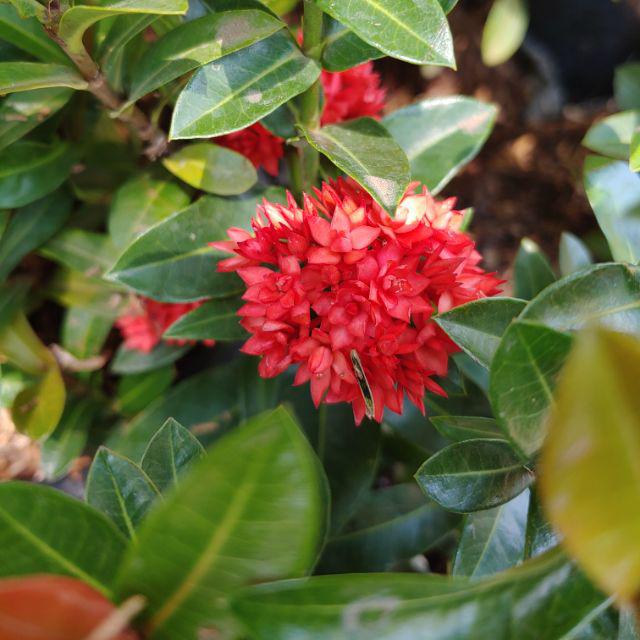 48+ Gambar Bunga Asoka Dan Keterangannya Terpopuler - Informasi Seputar