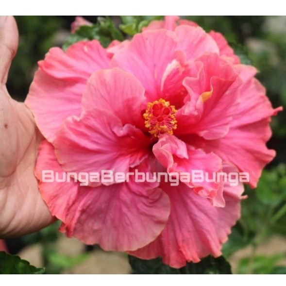 bibit tanaman hias kembang bunga sepatu tumpuk pink jumbo lebar