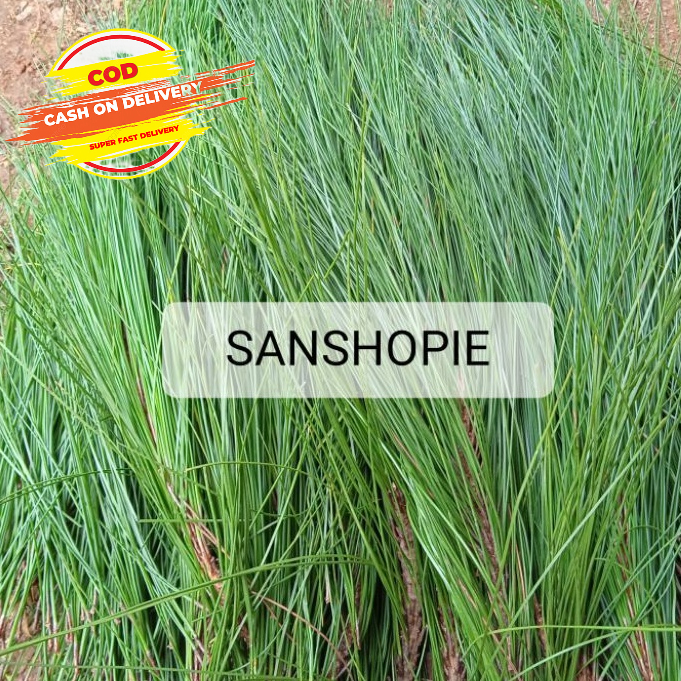 

Daun Pinus Segar Paket Per 2 kg