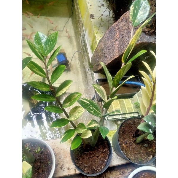 Zamia culcas variegata / zamia culcas varigata