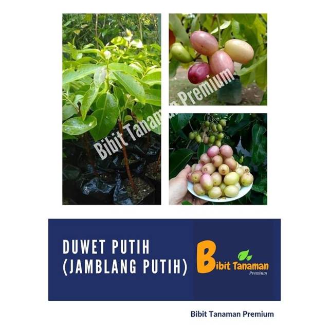 BIBIT DUWET/JAMBLANG PUTIH (BIBIT TANAMAN PREMIUM)