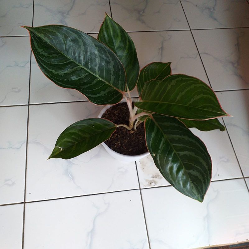 aglonema lipstik emerald / lipstik zebra