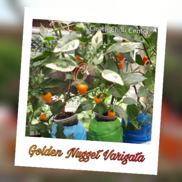 

Buah / Biji GOLDEN NUGGET VARIGATA