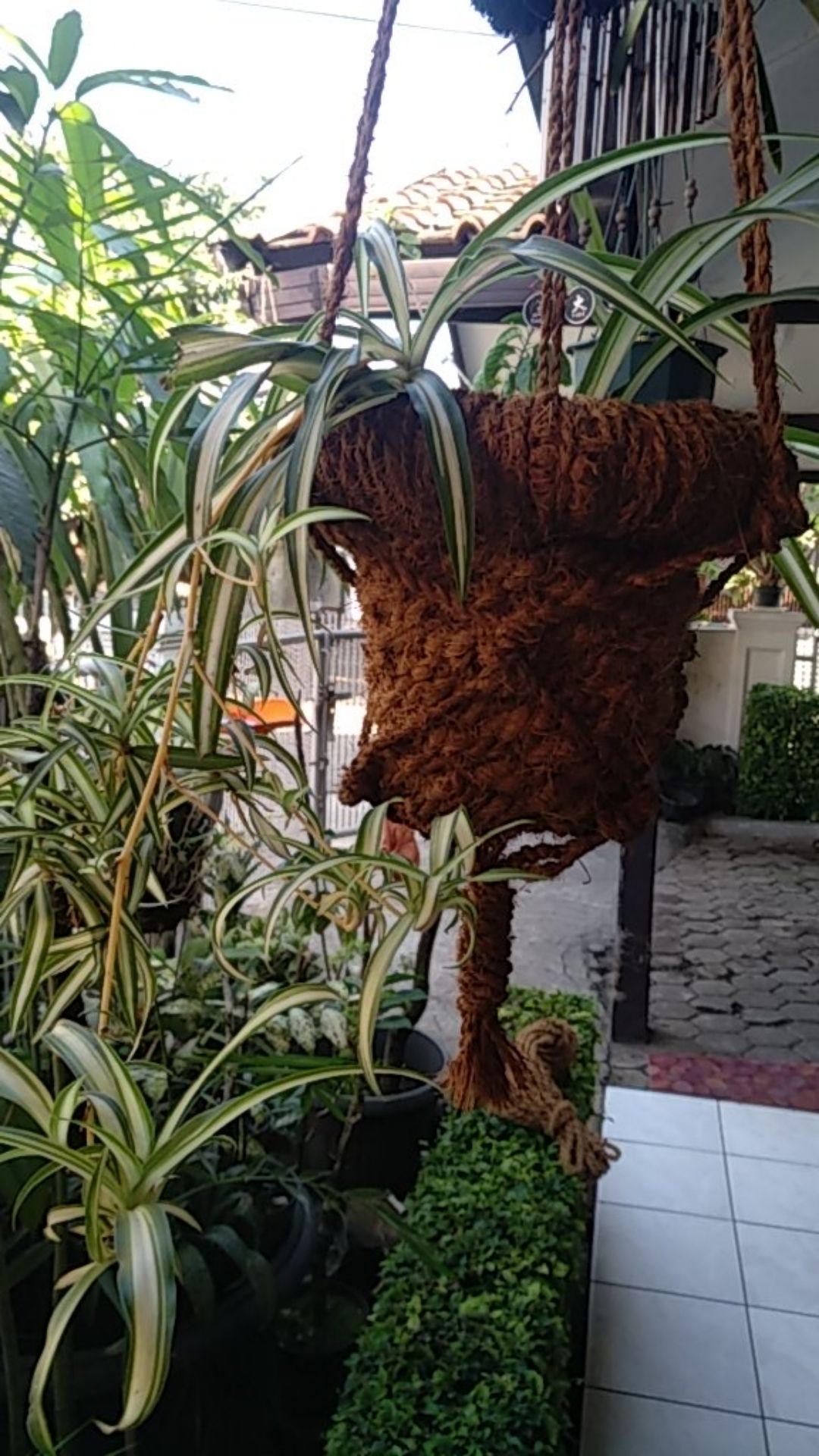 Pot Gantung Pot Serabut Kelapa Sabut Kelapa Pot Anggrek E