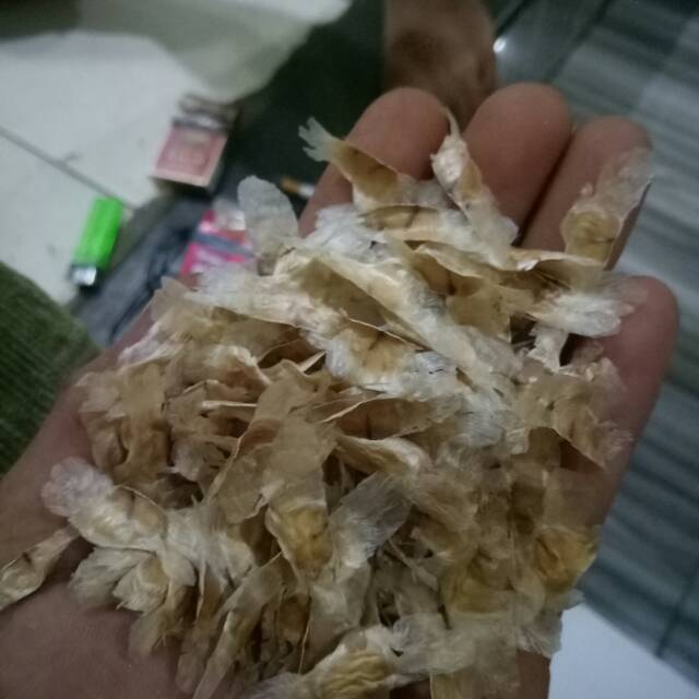 Biji benih tabebuya ungu-bibit biji tabebuya ungu