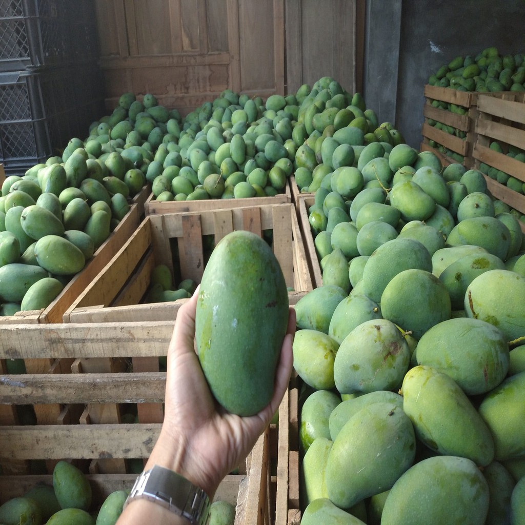 

Mangga Manis 1 Kg Murah Manis Fresh