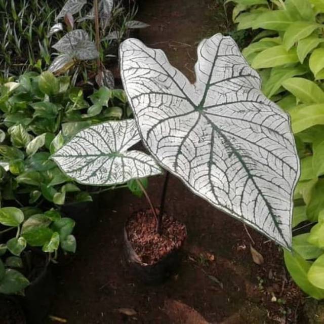 Tanaman hias keladi putih - keladi putih