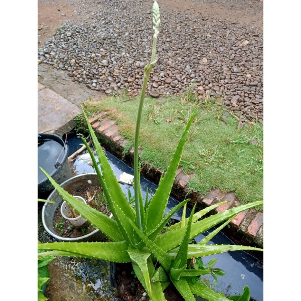 Lidah buaya berbunga ( Langka )
