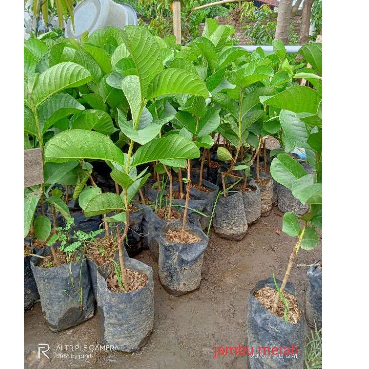 BIG SALE bibit jambu kristal merah buah super besar