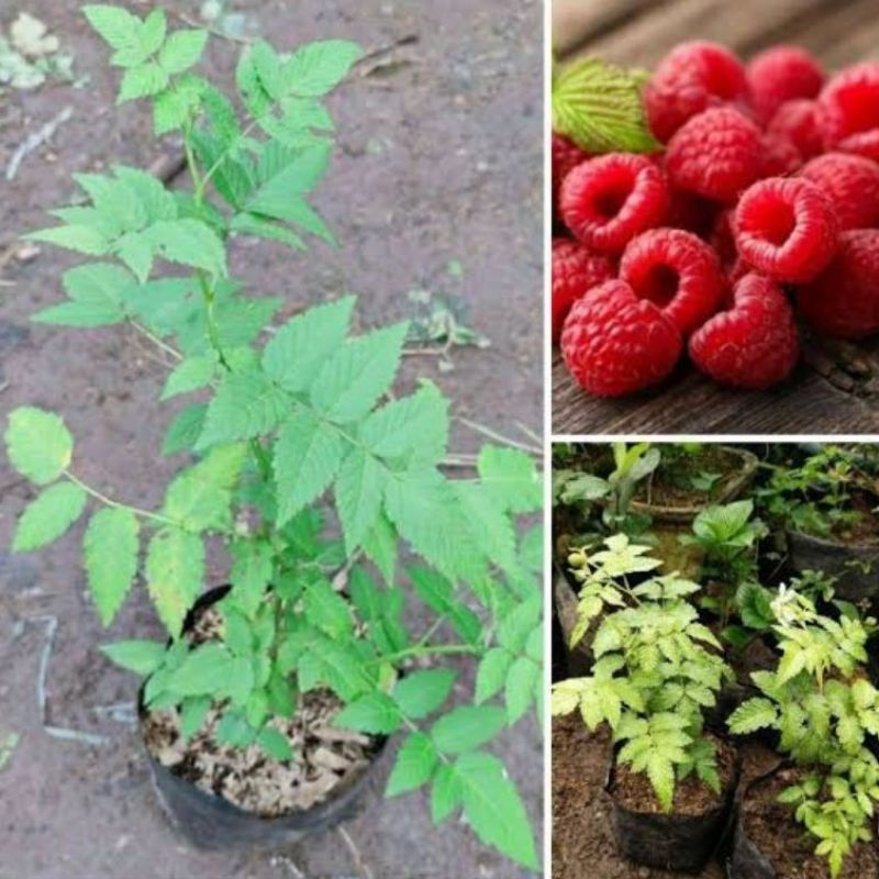 DIARY PETANI - Bibit Tanaman Raspberry Hutan atau Arbei Merah Premium