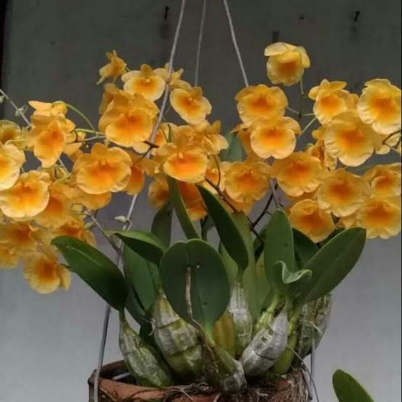 Anggrek Dendrobium Agregatum