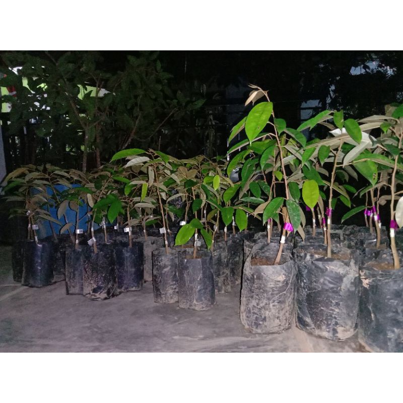 bibit st/namlung 12 btg sepaket