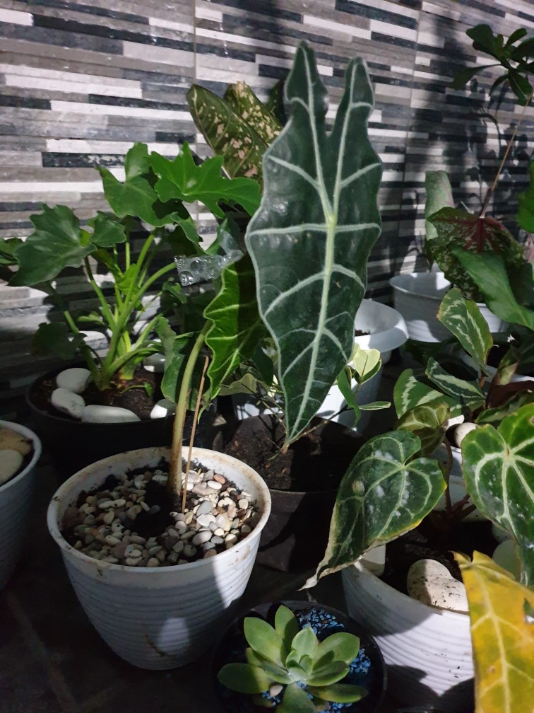 Tanaman Hias Keladi Amazon / Keladi Hias / Keladi Tengkorak