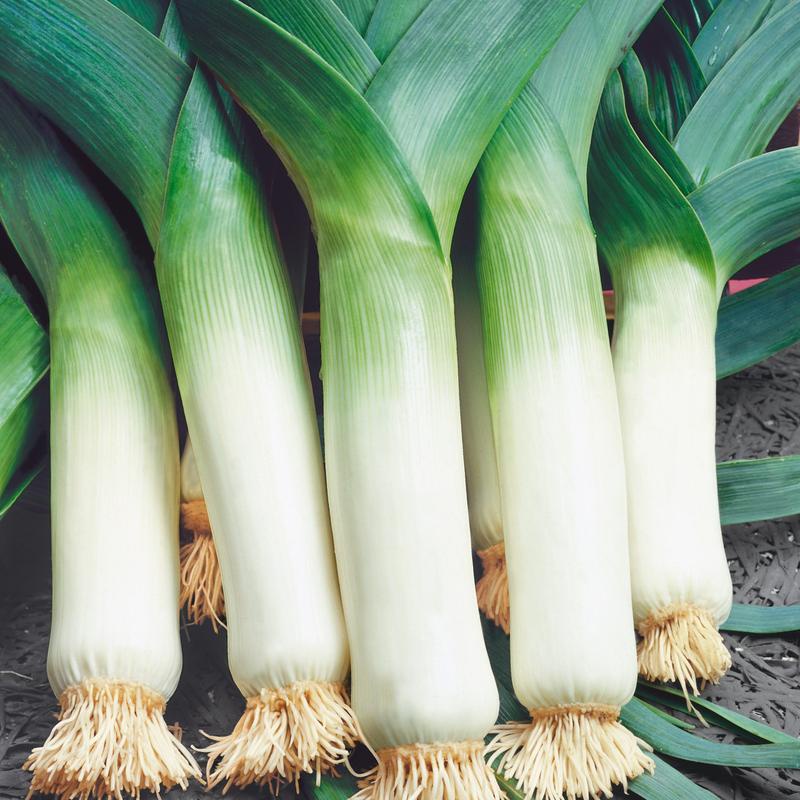 Benih Bibit Biji - Daun Bawang Prei Jumbo Giant Leek Seeds - IMPORT